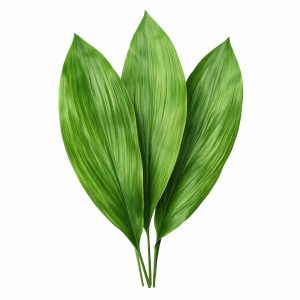 Аспидистра (1 лист)