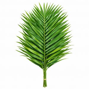 Робелини (1 ветка)