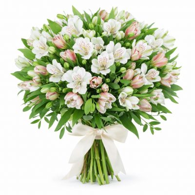 Альстромерия белая