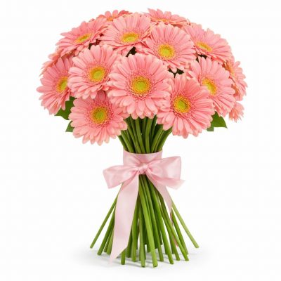 Гербера розовая
