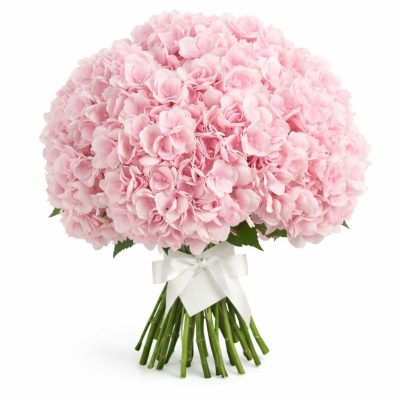 Гортензия розовая