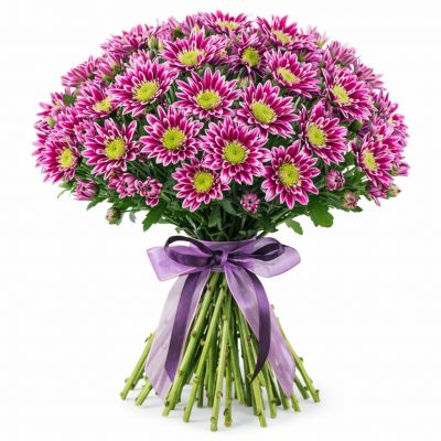 Хризантема кустовая фиолетовая
