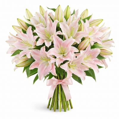 Лилия светло розовая