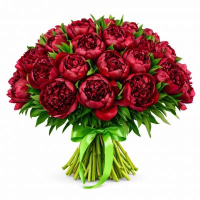 Пион бордовый