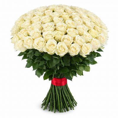 Розы Эквадор белые