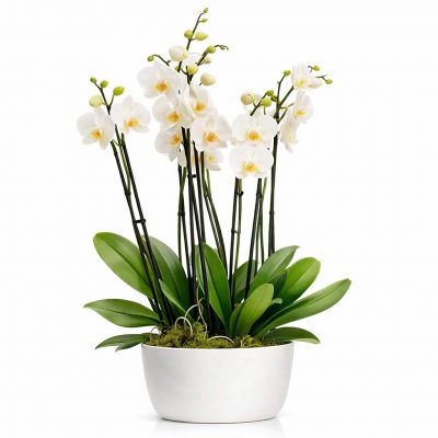 Орхидея в горшке «Белая»
