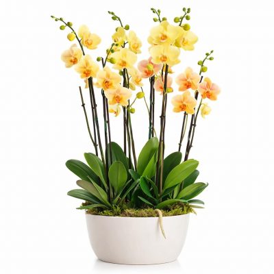 Орхидея в горшке «Желтая»